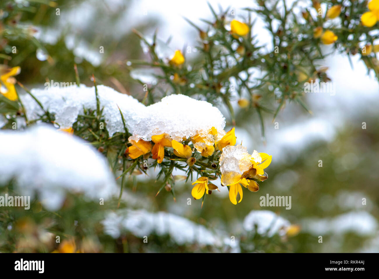 Close-up image of Gorse a yellow-flowered shrub of the pea family, the leaves of which are modified to form spines, in the snow Stock Photo