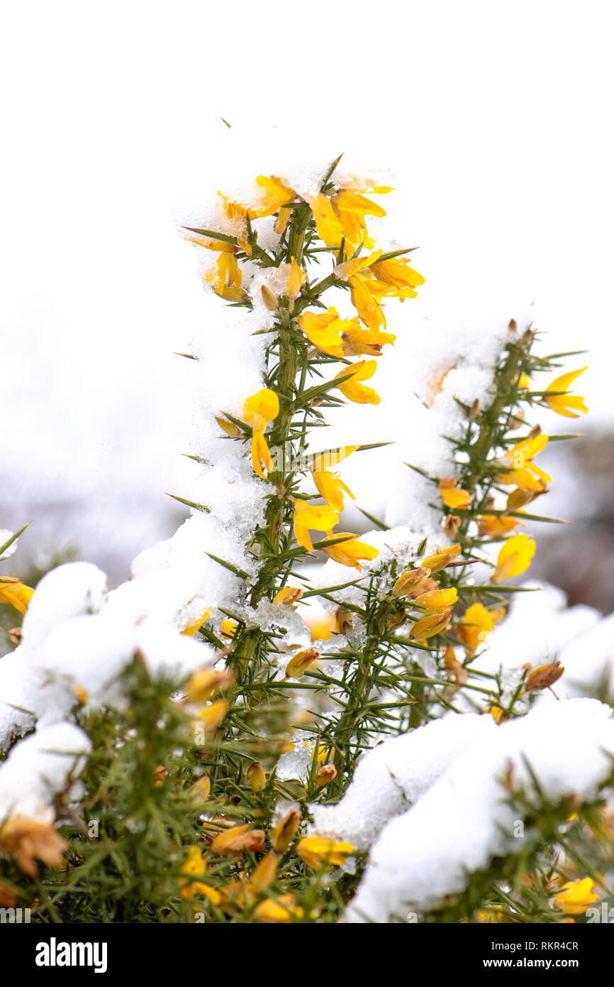 Close-up image of Gorse a yellow-flowered shrub of the pea family, the leaves of which are modified to form spines, in the snow Stock Photo