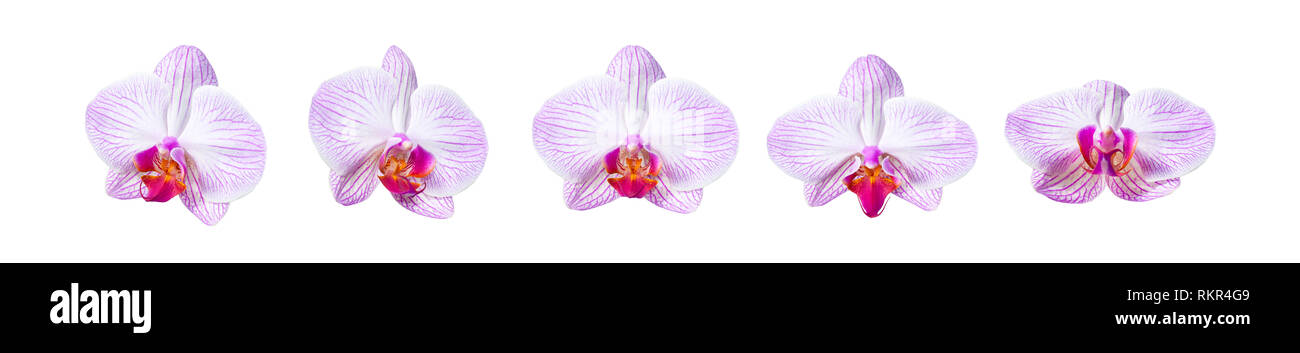 Collection White pink Moth orchid multi front view bloom isolated on white background, Phalaenopsis Stock Photo