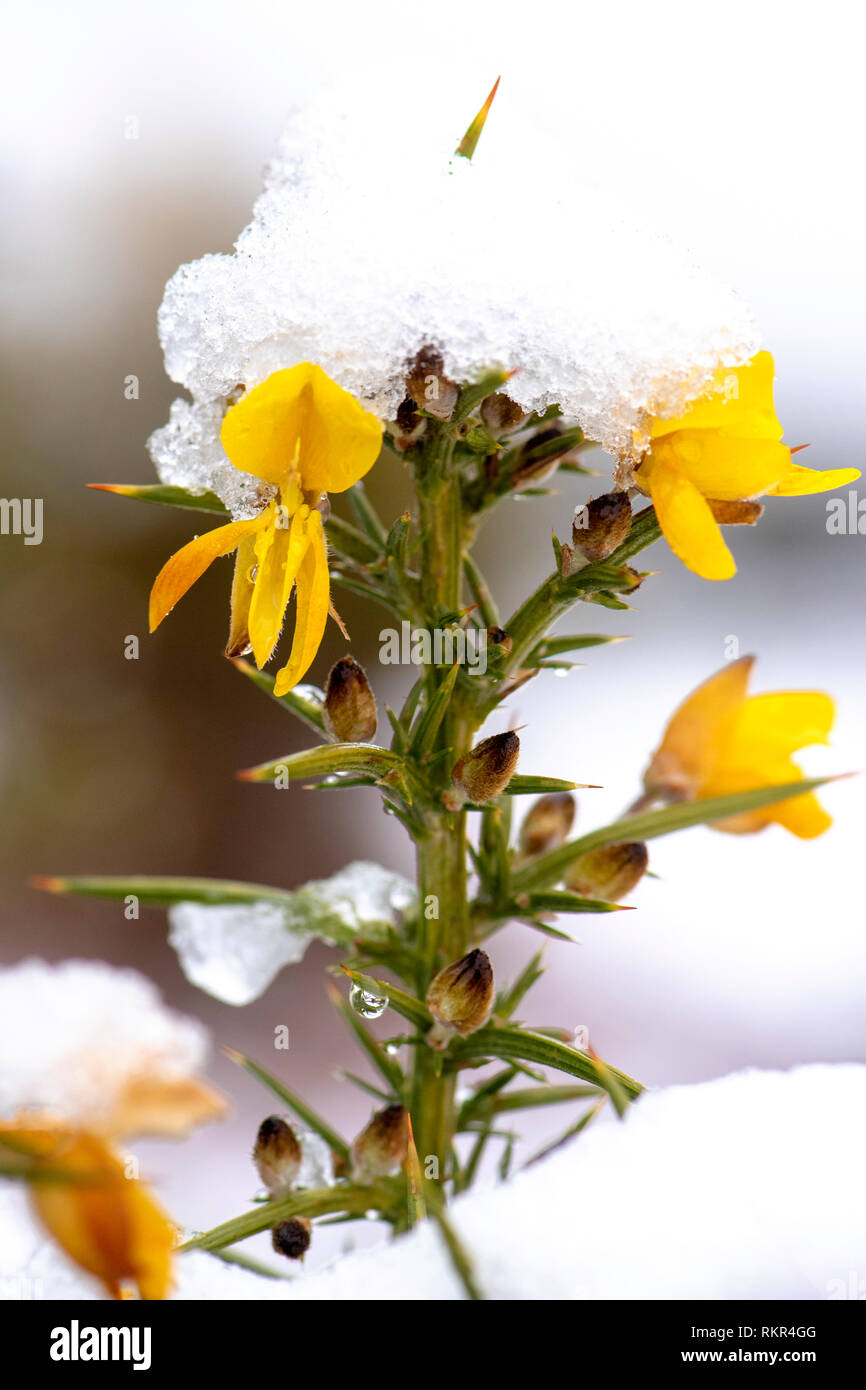 Close-up image of Gorse a yellow-flowered shrub of the pea family, the leaves of which are modified to form spines, in the snow Stock Photo