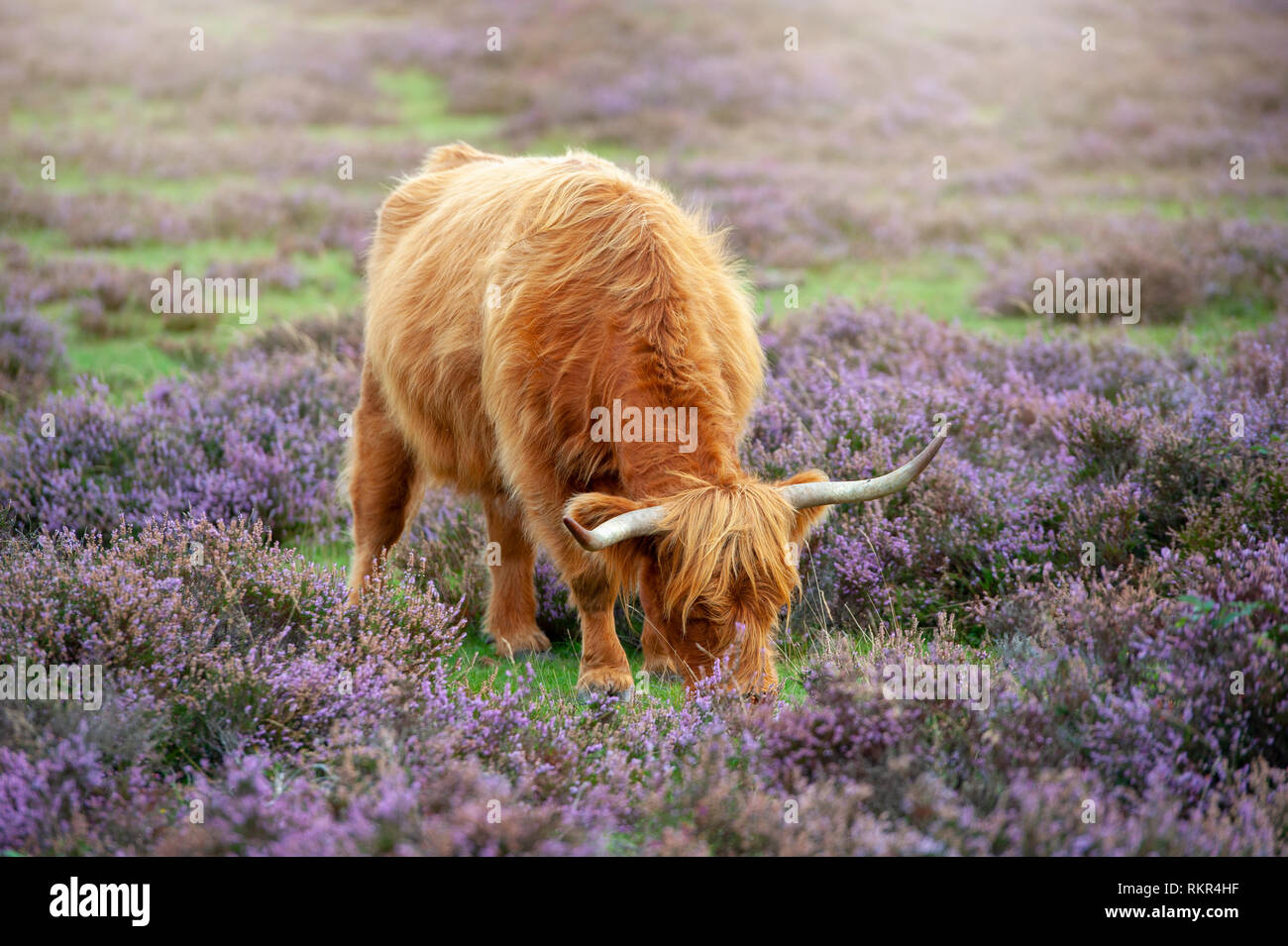 Close-up image of a highland cow grazing amongst the summer Heather in the New Forest National Park, Hampshire, England, UK Stock Photo