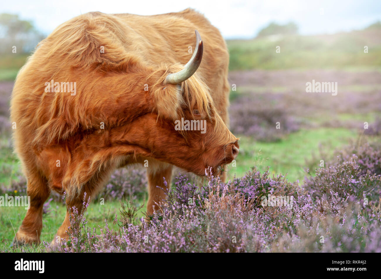 Close-up image of a highland cow grazing amongst the summer Heather in the New Forest National Park, Hampshire, England, UK Stock Photo