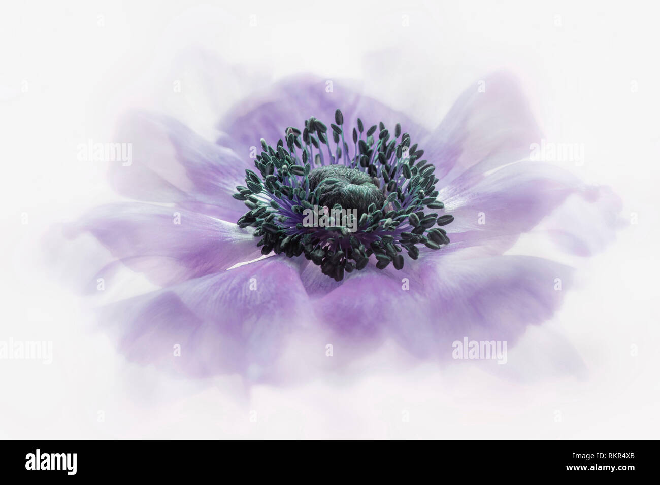 Close-up, high-key image of the beautiful Anemone coronaria De Caen Group purple flower Stock Photo