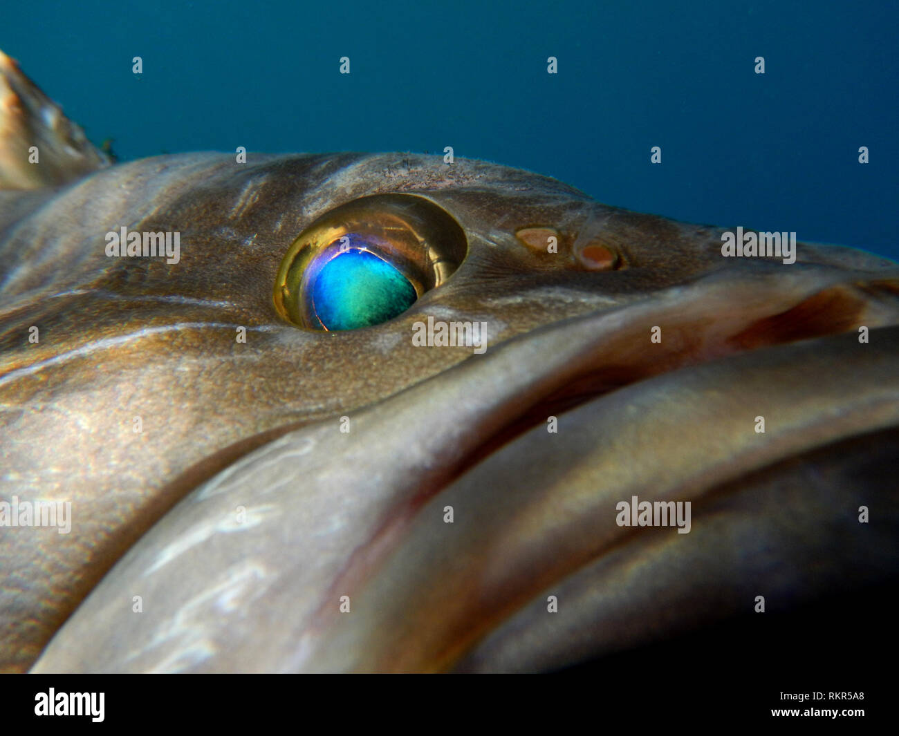 macro closeup eye and head of white grouper epinephelus aeneus in its natural environment Stock Photo