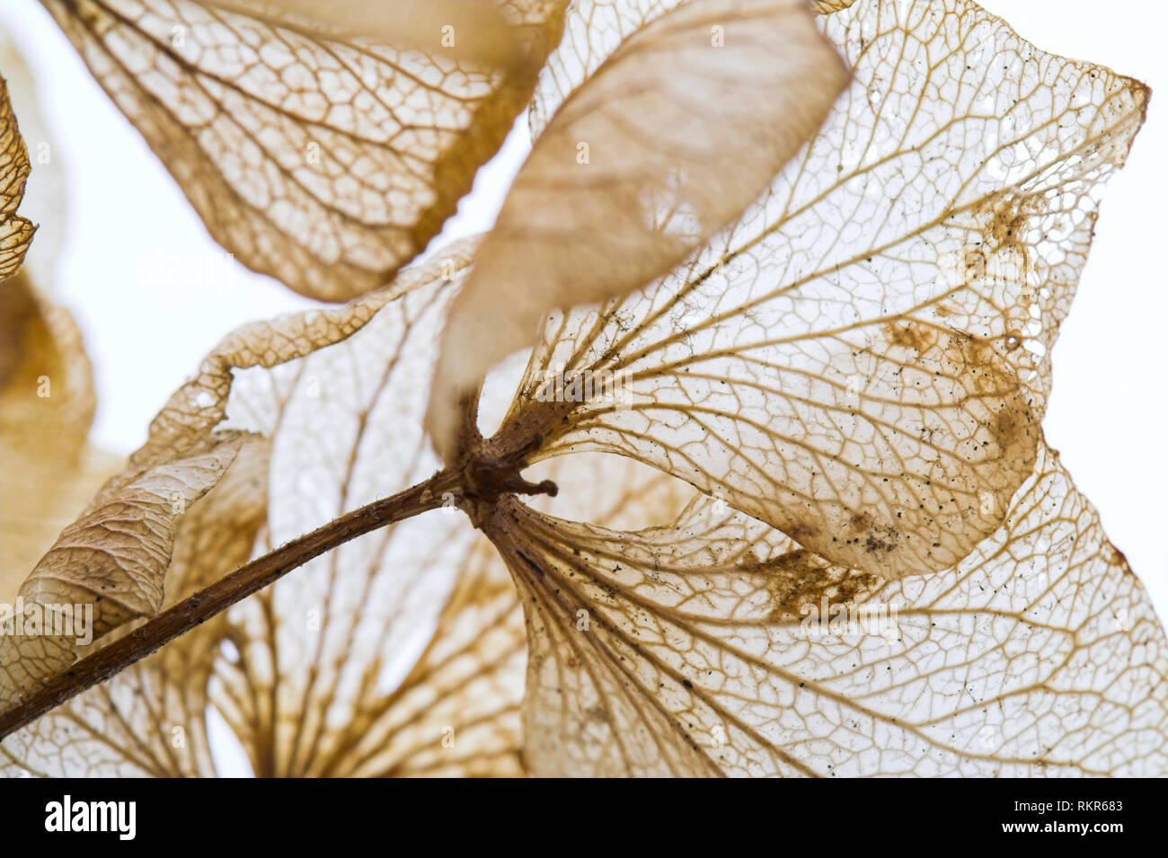 Bare skeletal structure of Hydrangea flowers in winter Stock Photo - Alamy