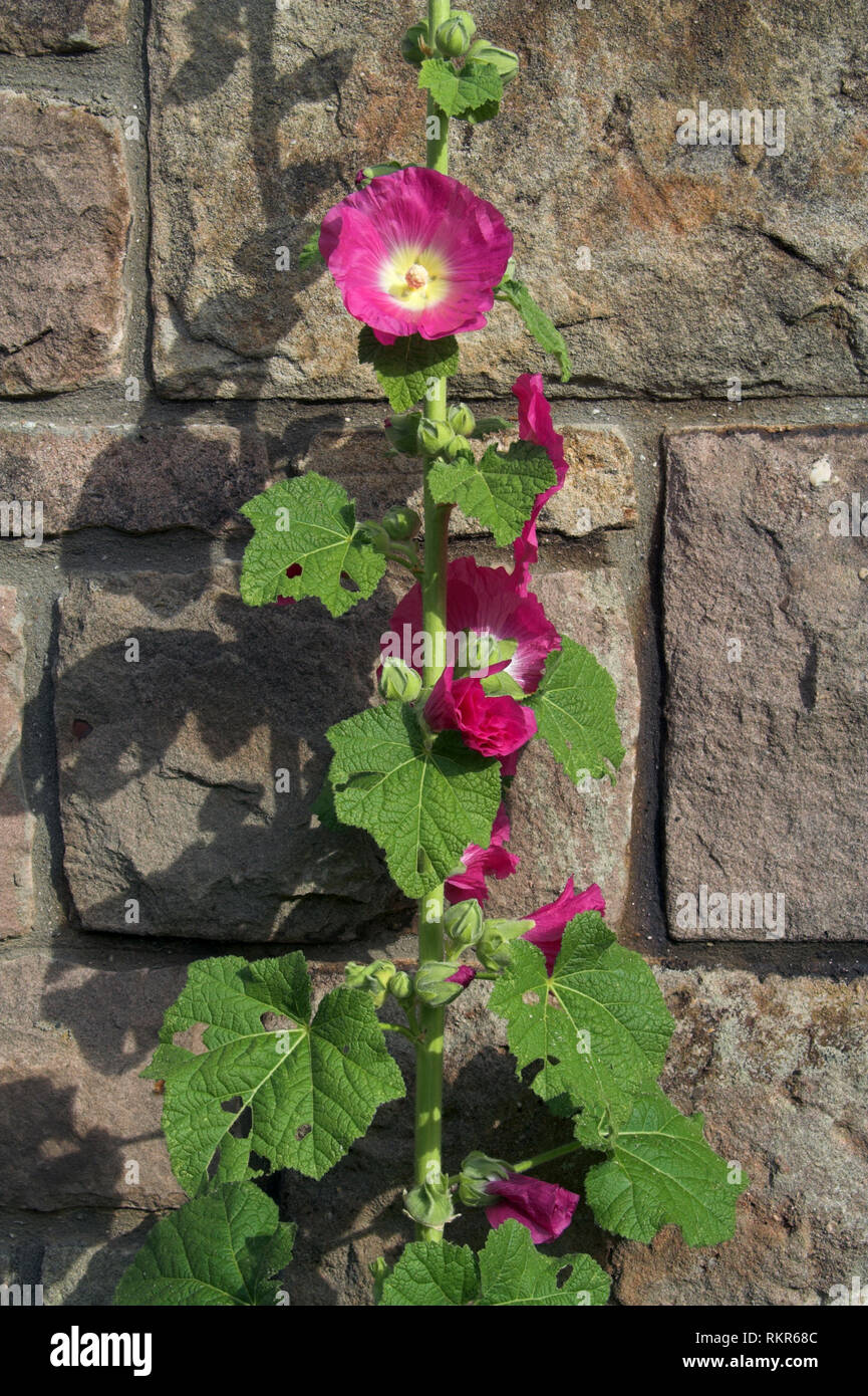 Stone growing flower hires stock photography and images Alamy