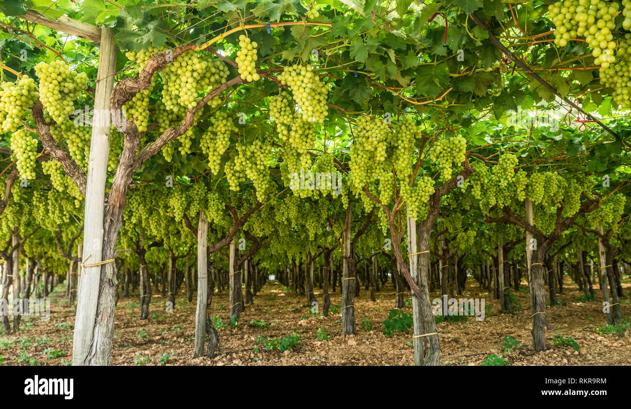 Victoria Raisin Large ripe clusters of white table grapes on the vine.Vineyard Stock ...