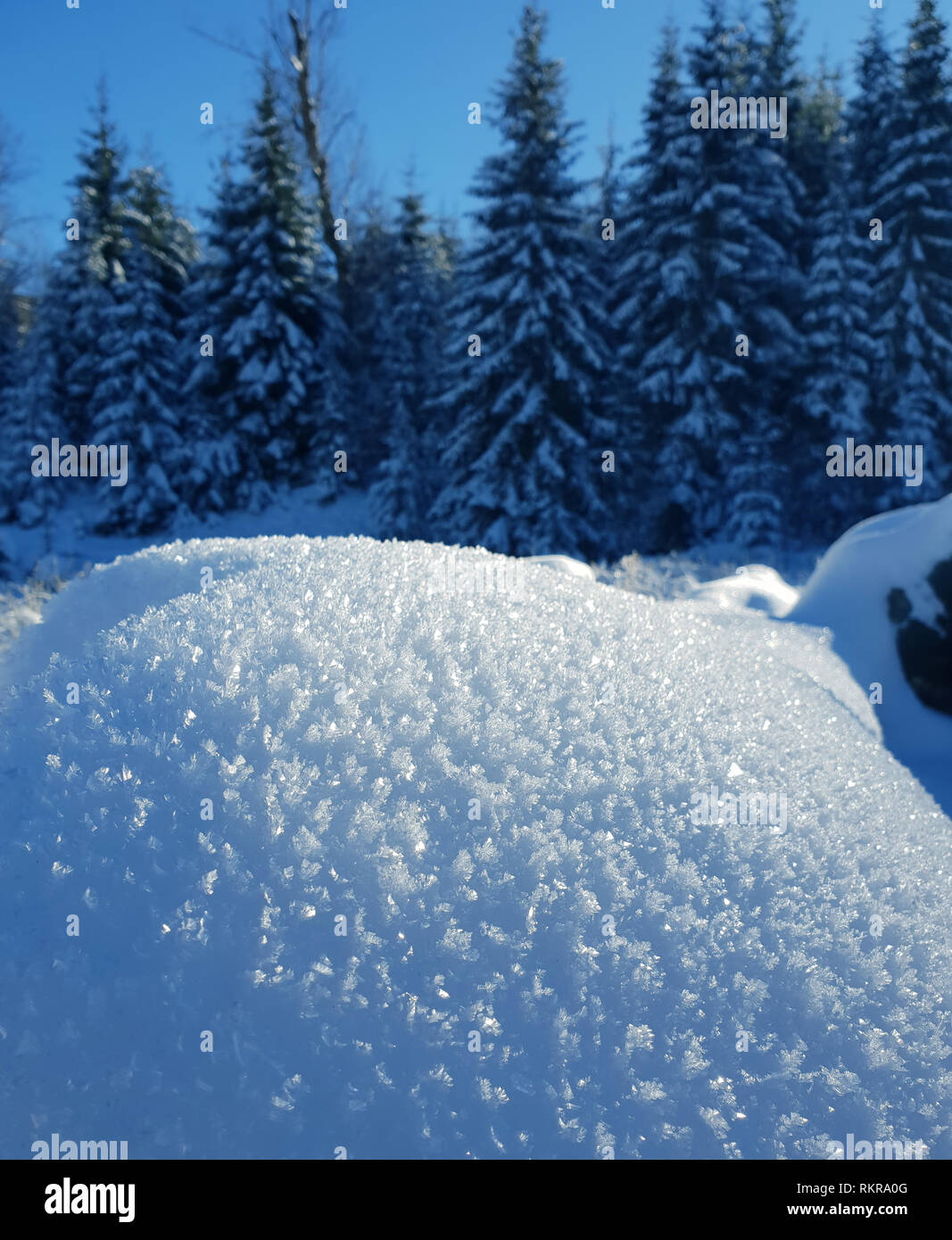 Fresh snow drift and blurred snowy forest at the background. Stock Photo