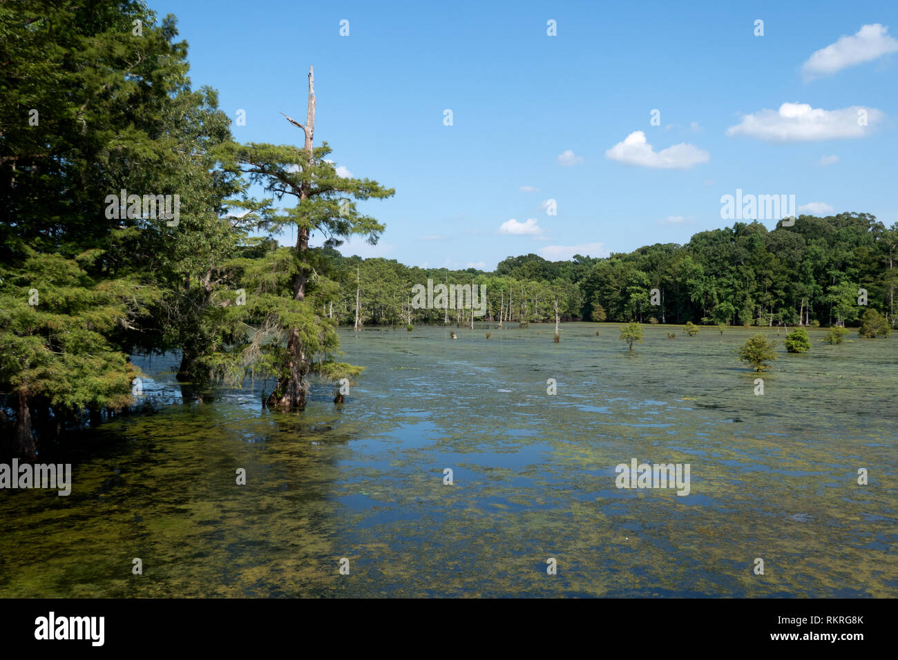 View of Chicot State Park near Ville Platte in Louisiana, USA. Wilderness landscape in the United States. American wild place with lake and forest Stock Photo