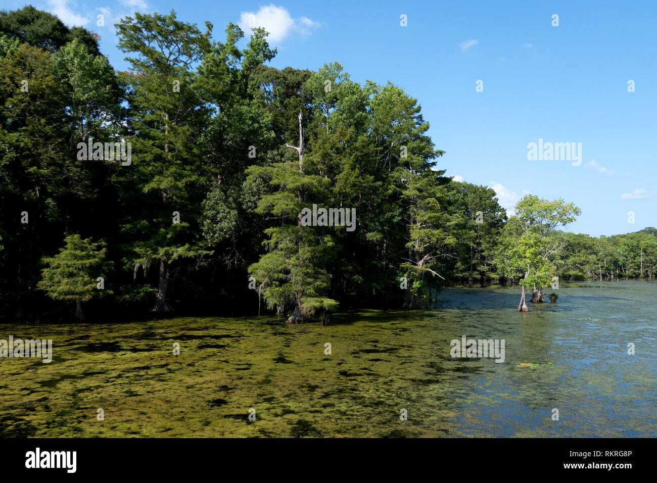 View of Chicot State Park near Ville Platte in Louisiana, USA. Wilderness landscape in the United States, American wild area with pond and trees Stock Photo