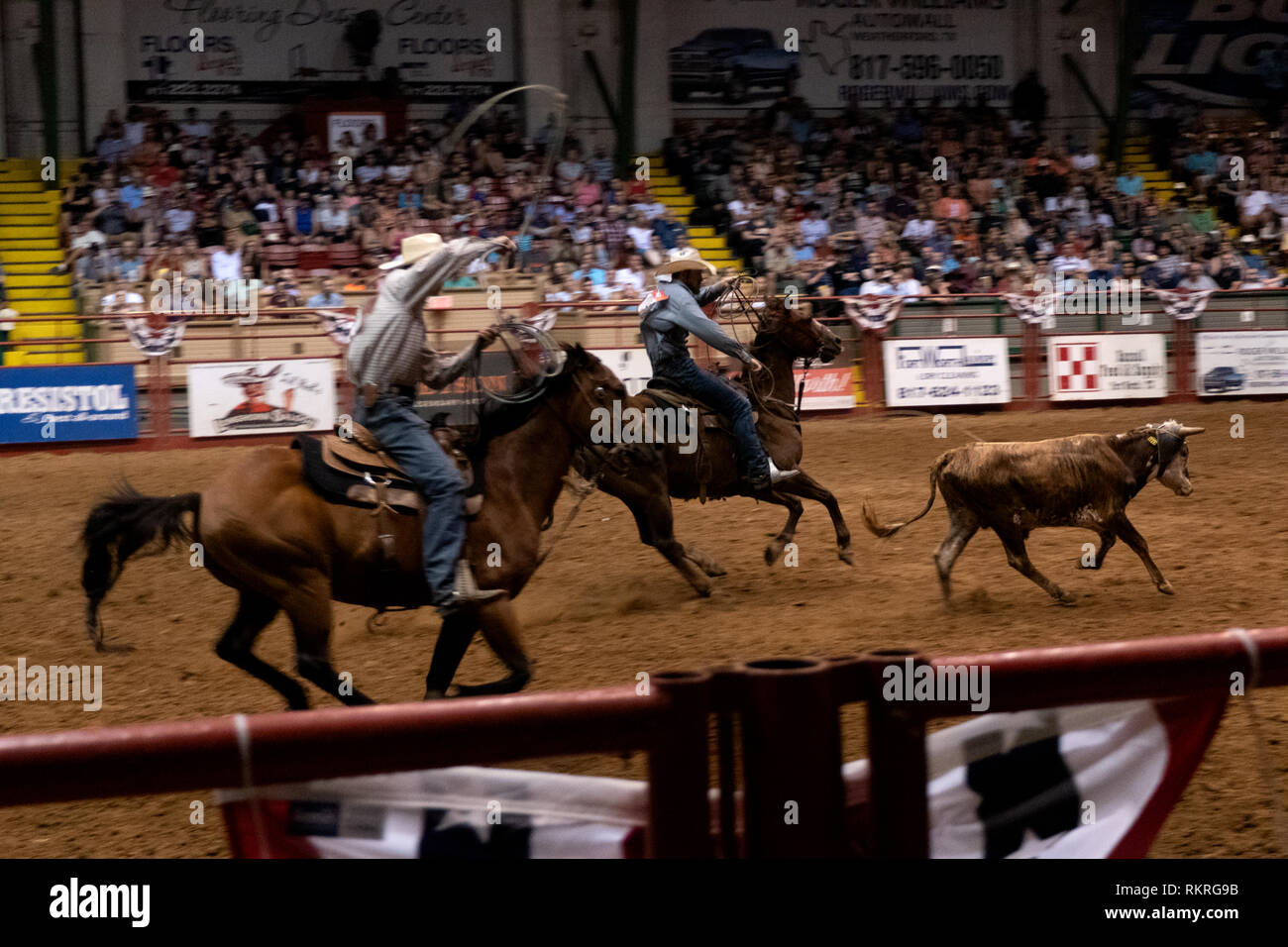 American cowboys doing calf roping or tie-down roping at rodeo in Cowtown Coliseum, arena in the stockyards of Forth Worth, Texas, United States of Am Stock Photo