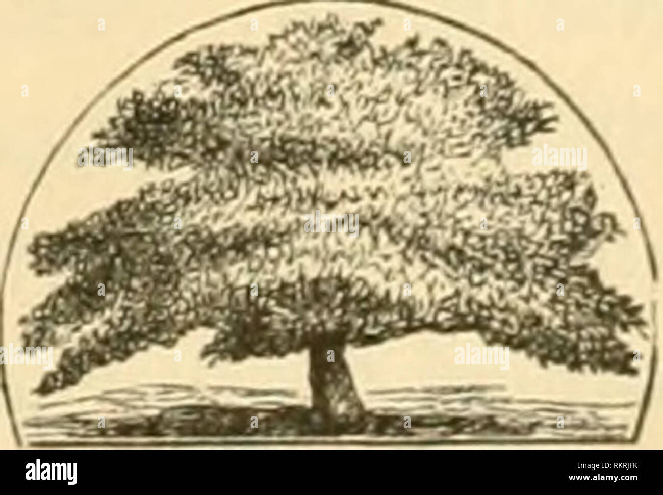 . The art of beautifying suburban home grounds of small extent ...