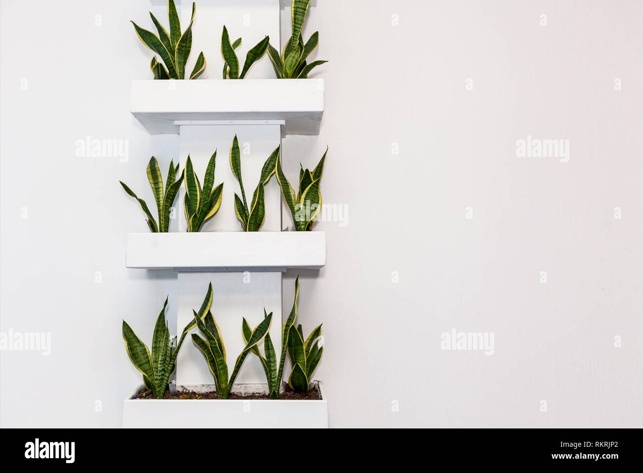 Plants In Square Pots On A Light Wall On The Shelves Decorations