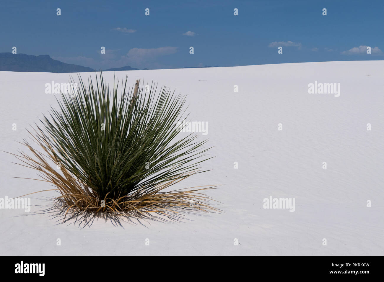 Dunes with soaptree yucca (Yucca elata) plants on sand at White Sands National Monument in New Mexico, United States of America. American park nature, Stock Photo