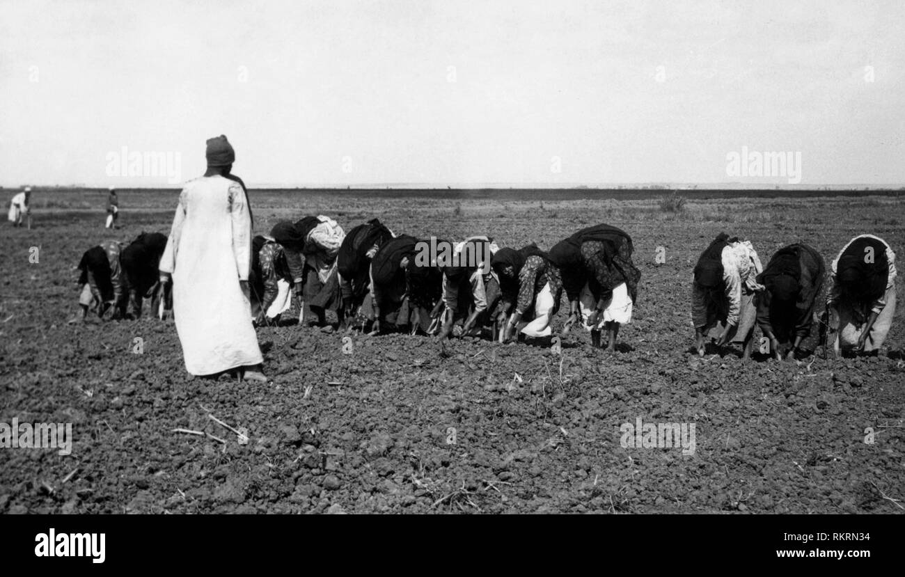 africa, egypt, sowing of cotton, 1930 Stock Photo