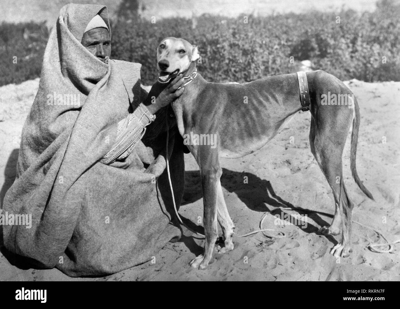 Sloughi dog, Egypt, africa Stock Photo