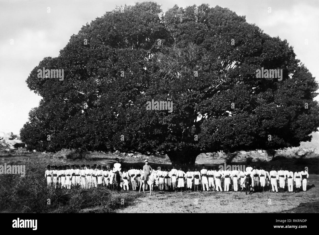 africa, eritrea, a whole company of askaris under a giant sycamore, 1910-20 Stock Photo