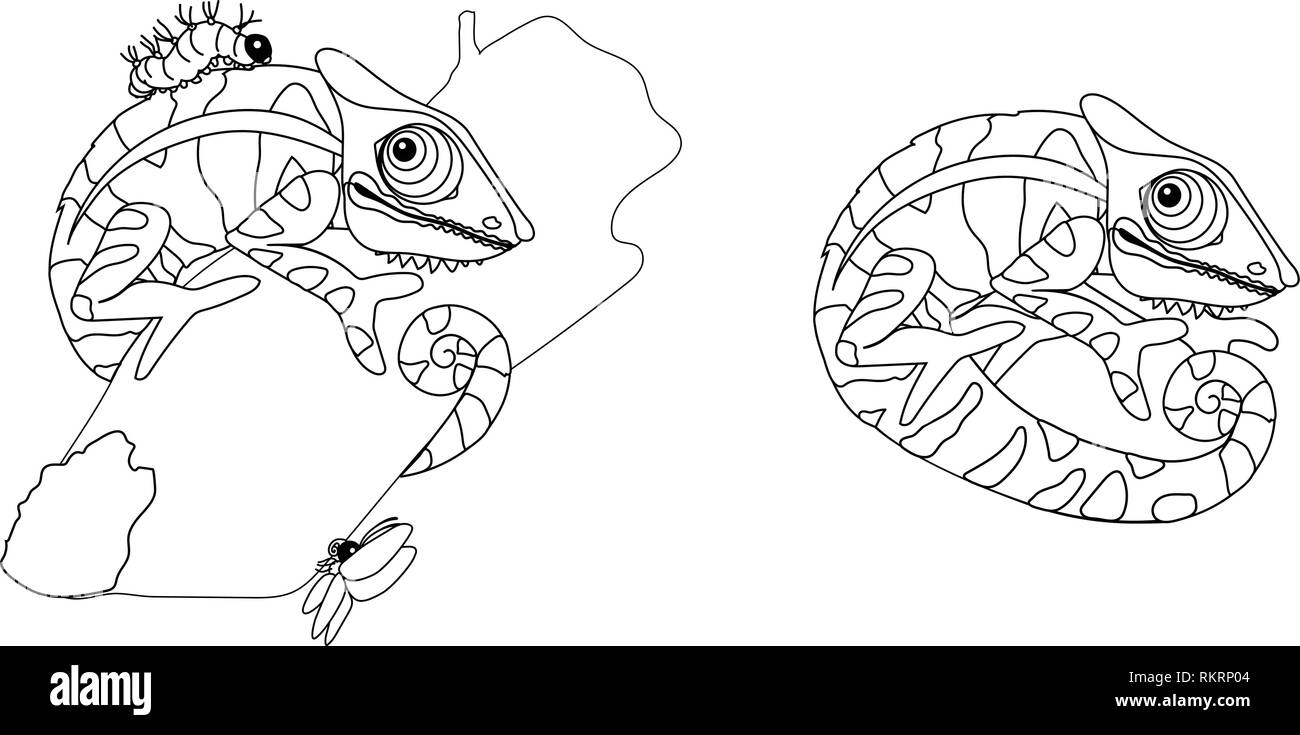 Rainforest Animal Clipart Black And White