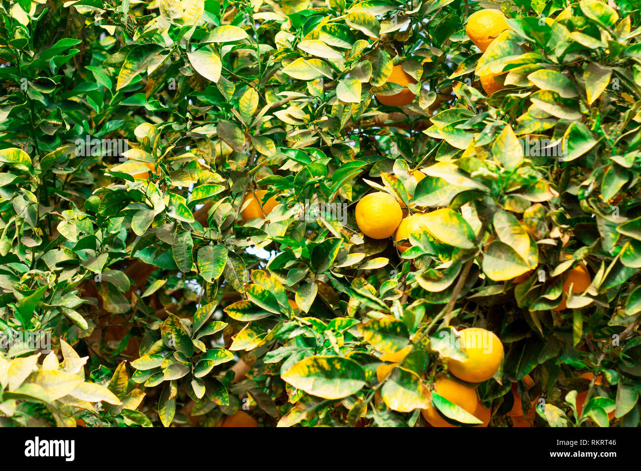 Panorama orange background hi-res stock photography and images - Alamy