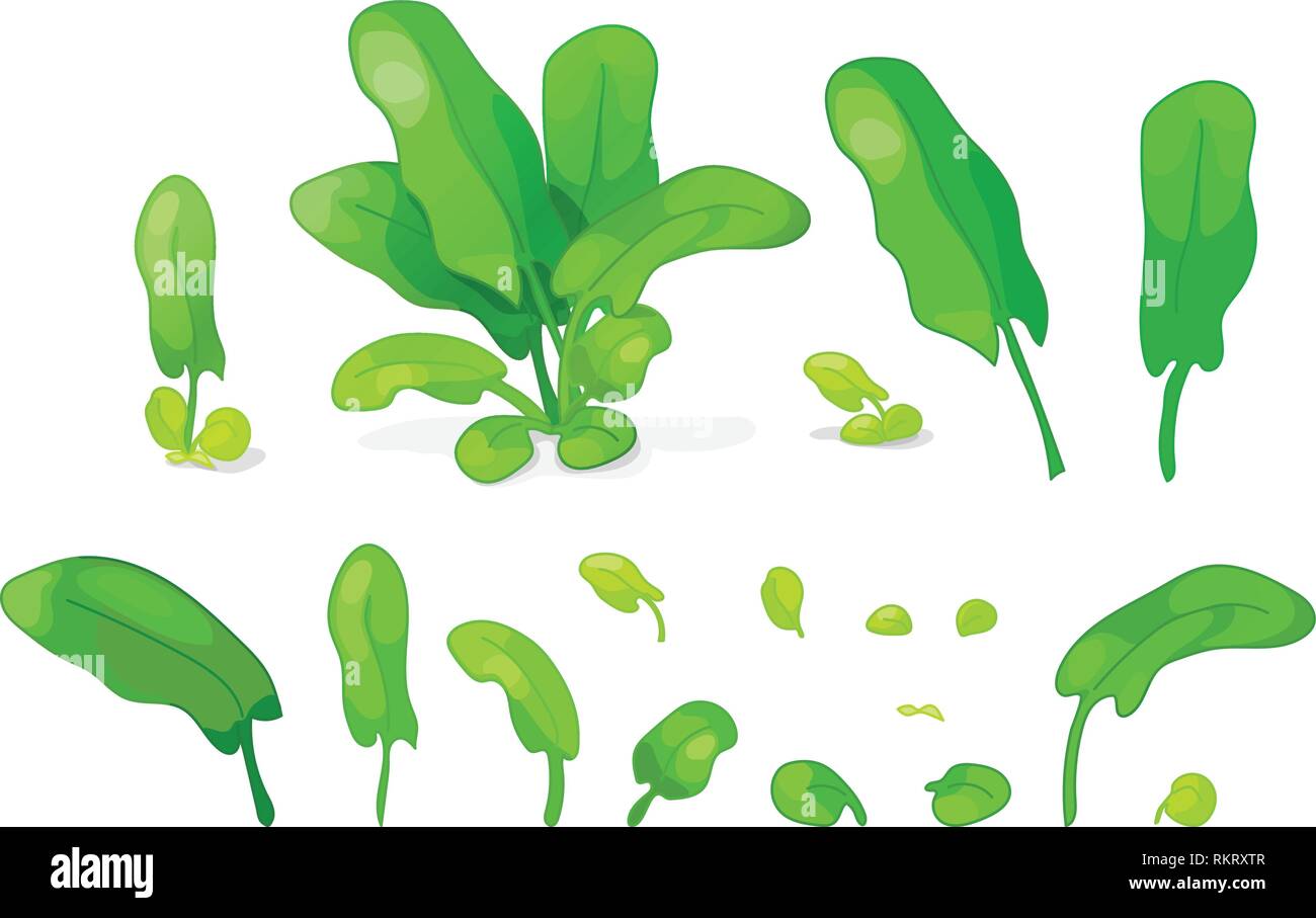 vector sorrel greenery cute icons big set Stock Vector