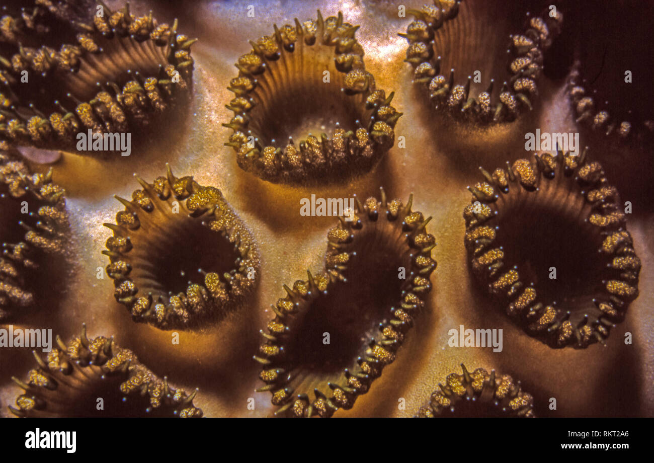 Dichocoenia is a monotypic genus of stony coral in the family Meandrinidae, Dichocoenia stokesii, pineapple corall, elliptical star coral, Stock Photo