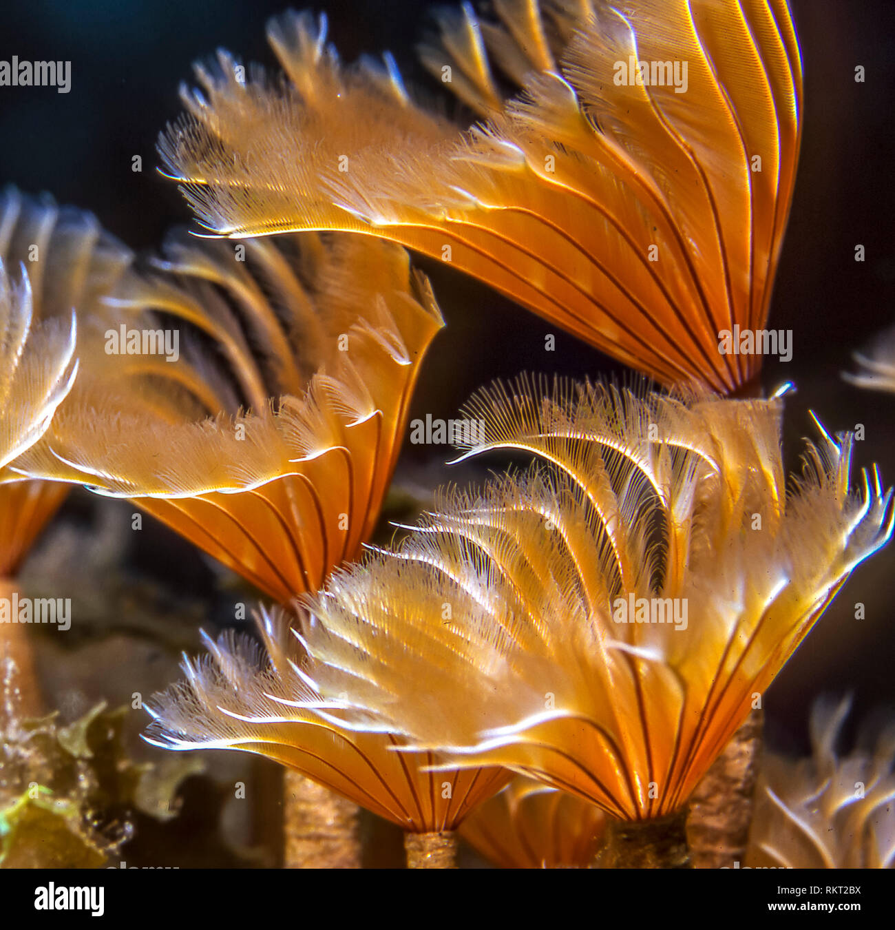 Sabellidae,feather duster worms are a family of sedentary marine polychaete tube worms Stock Photo
