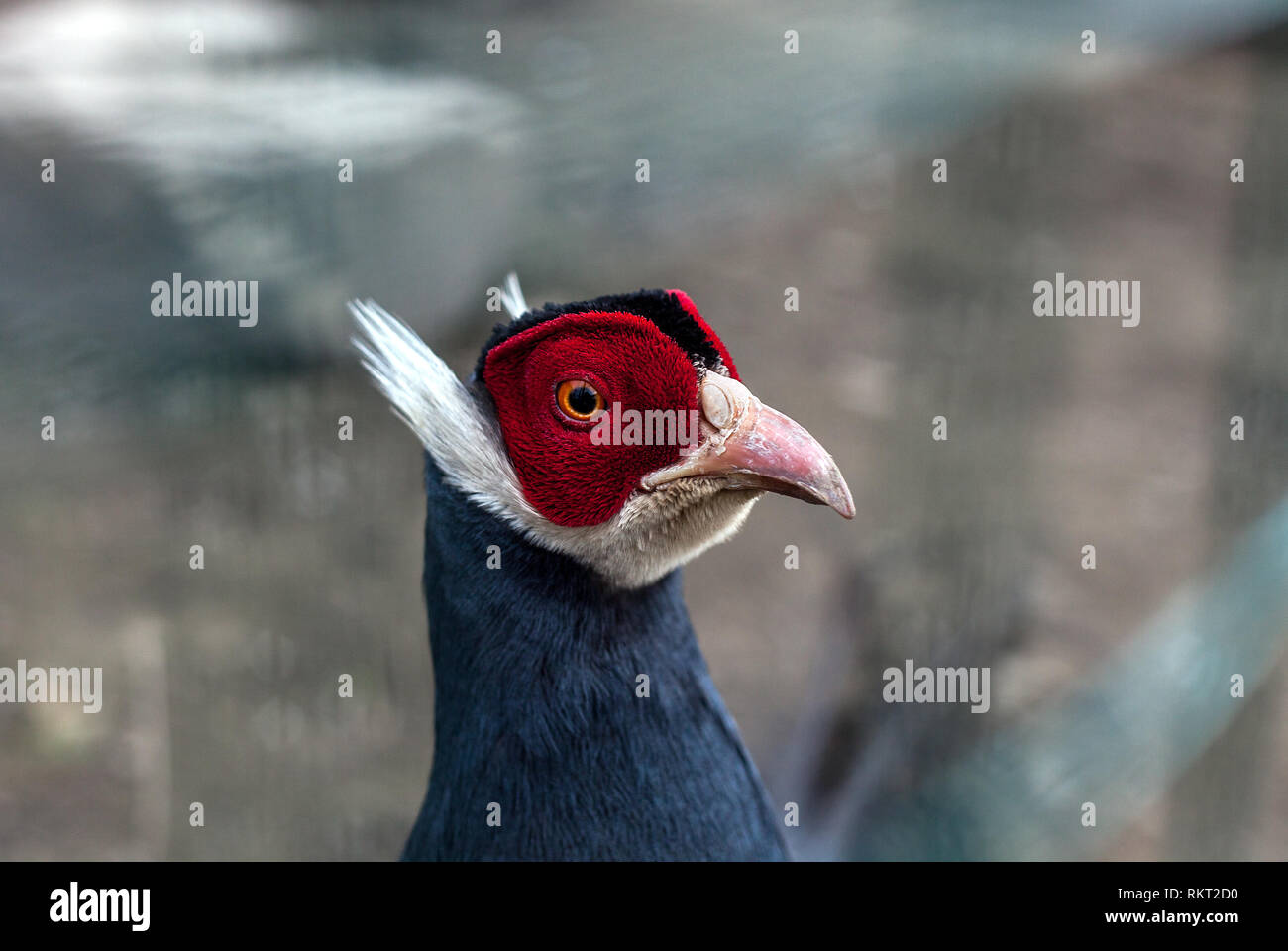 Blue eared pheasant head. Portrait of Crossoptilon auritum colorful