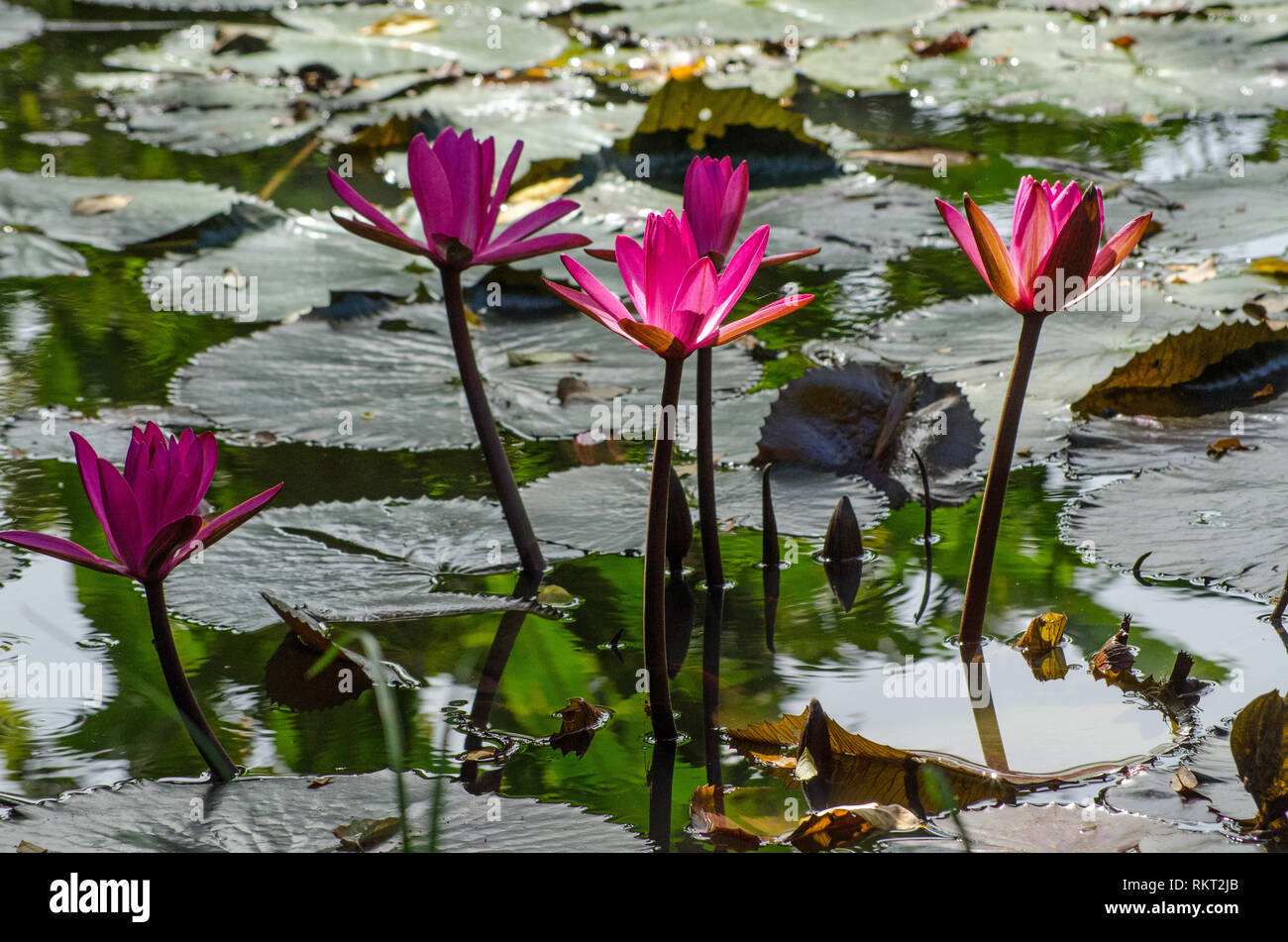 Pink water lilies blooming in the dappled sunshine on a large pond in Tobago, Trinidad and Tobago. Stock Photo