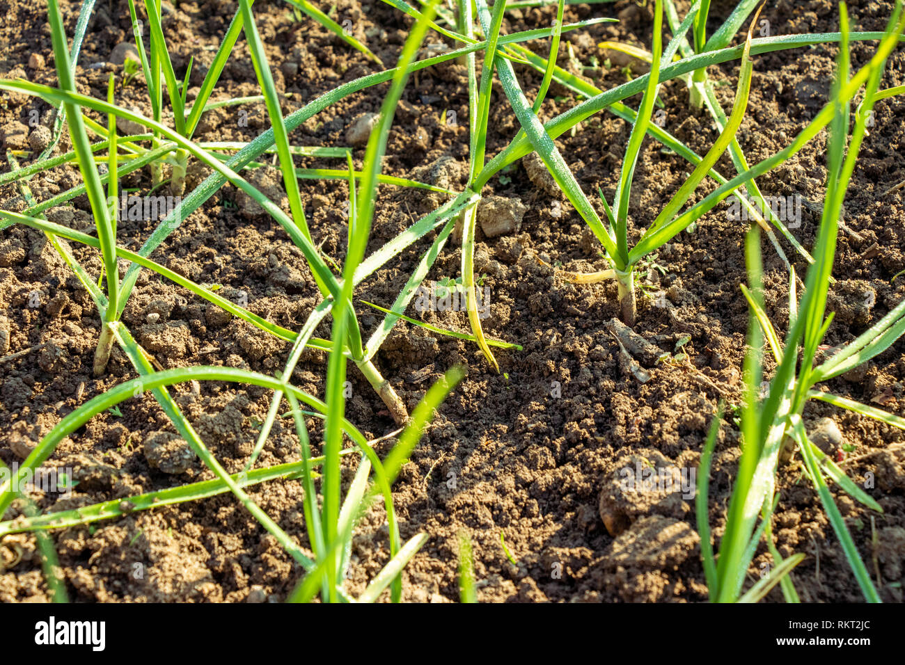 Growing onion plant seedling hi-res stock photography and images - Alamy