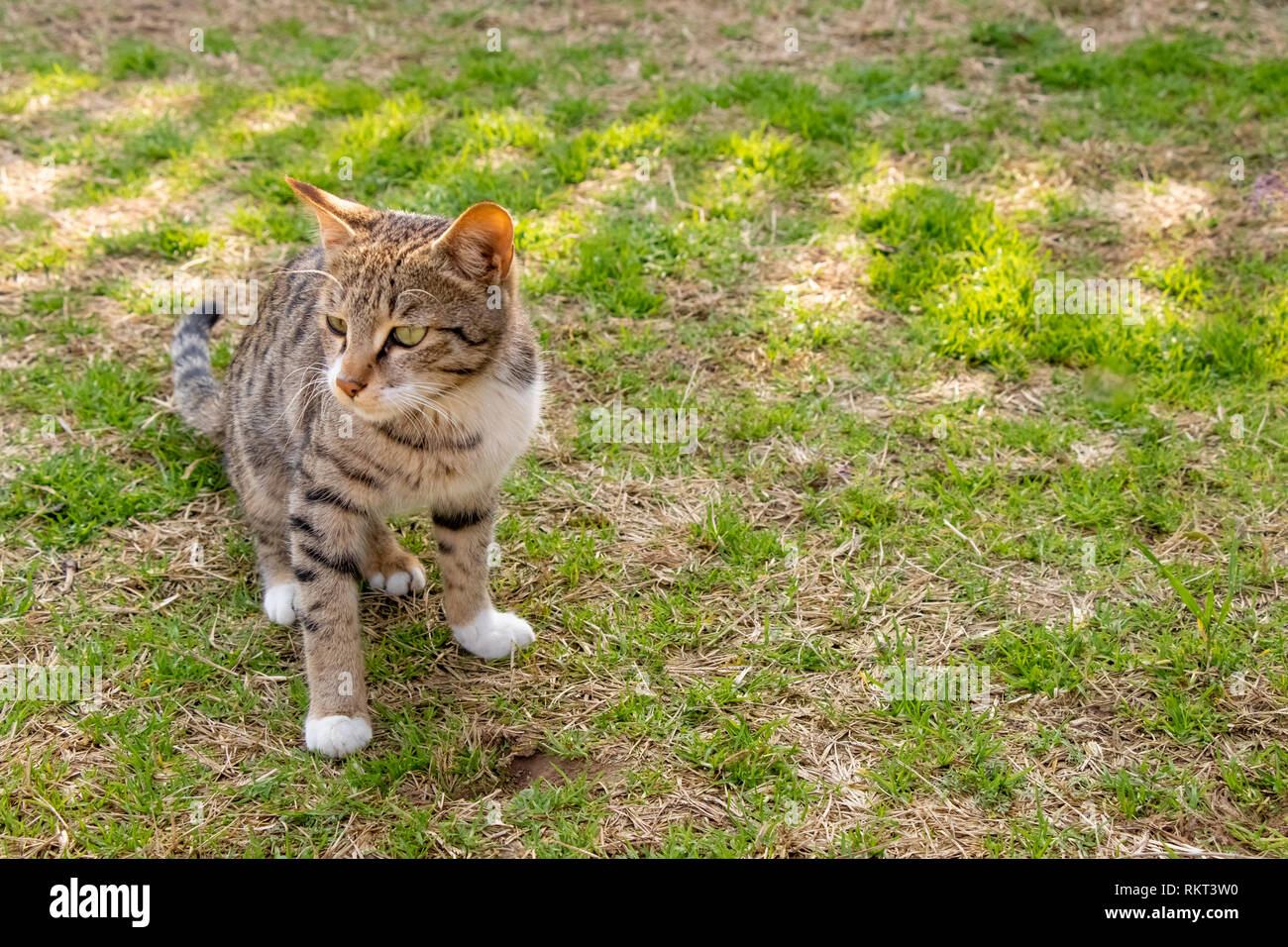 Cat Kitten sitting on grassland under shadow on bright sunny day Stock Photo