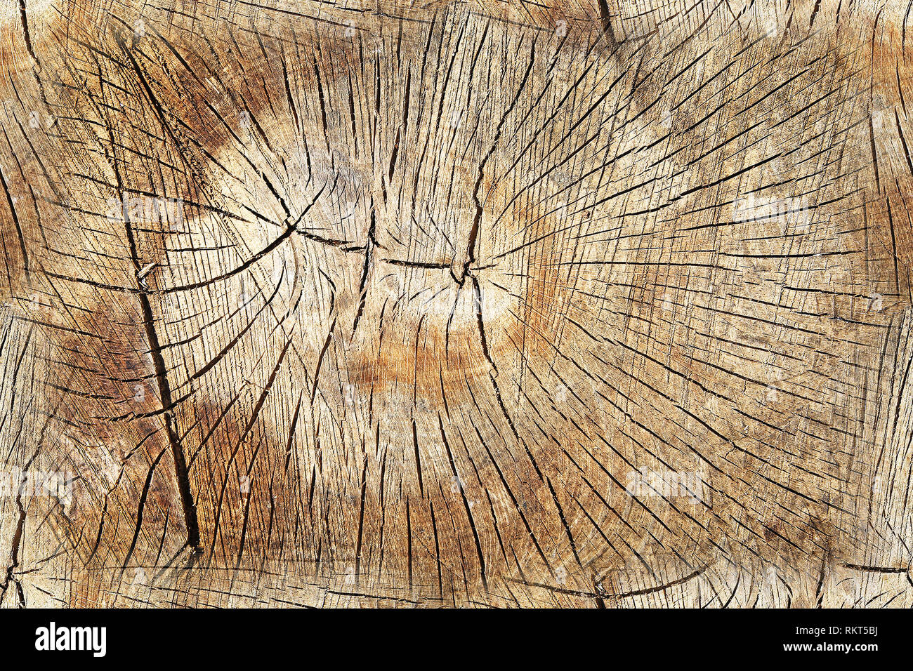 Cross section of trunk as a seamless wooden background Stock Photo - Alamy