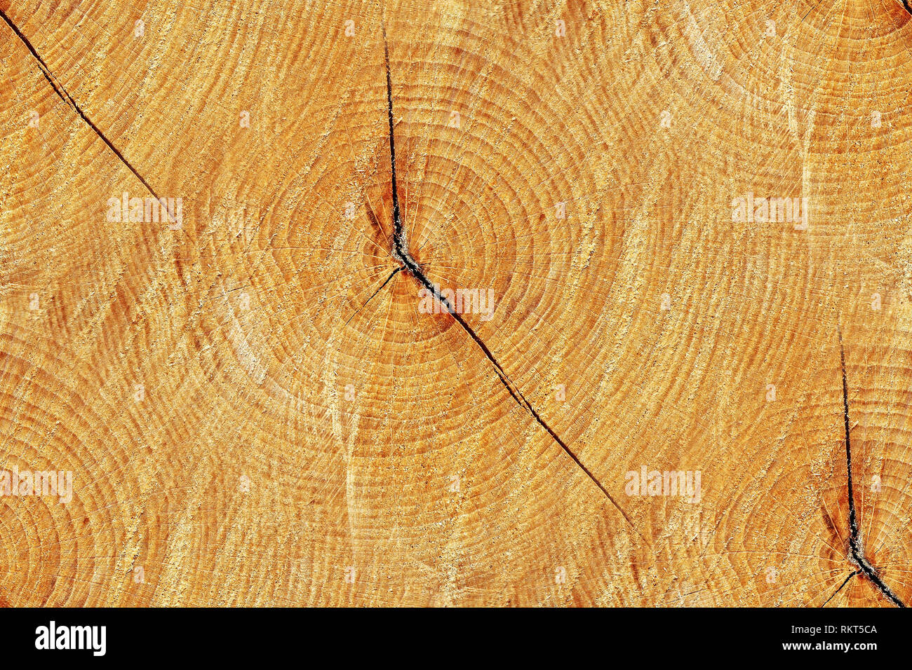 Cross section of trunk as a seamless wooden background Stock Photo - Alamy