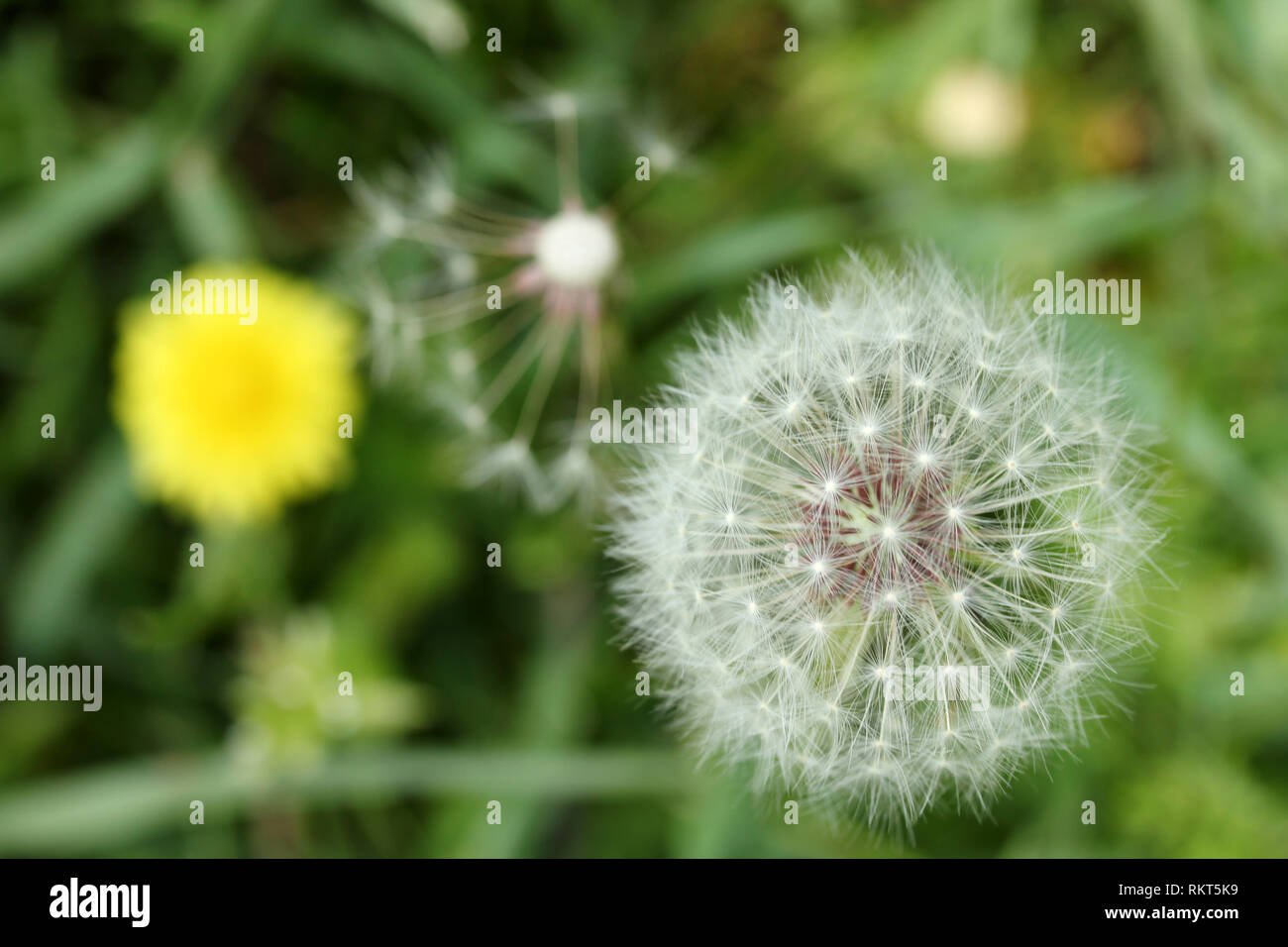 Wildflower turf dandelion hi-res stock photography and images - Alamy