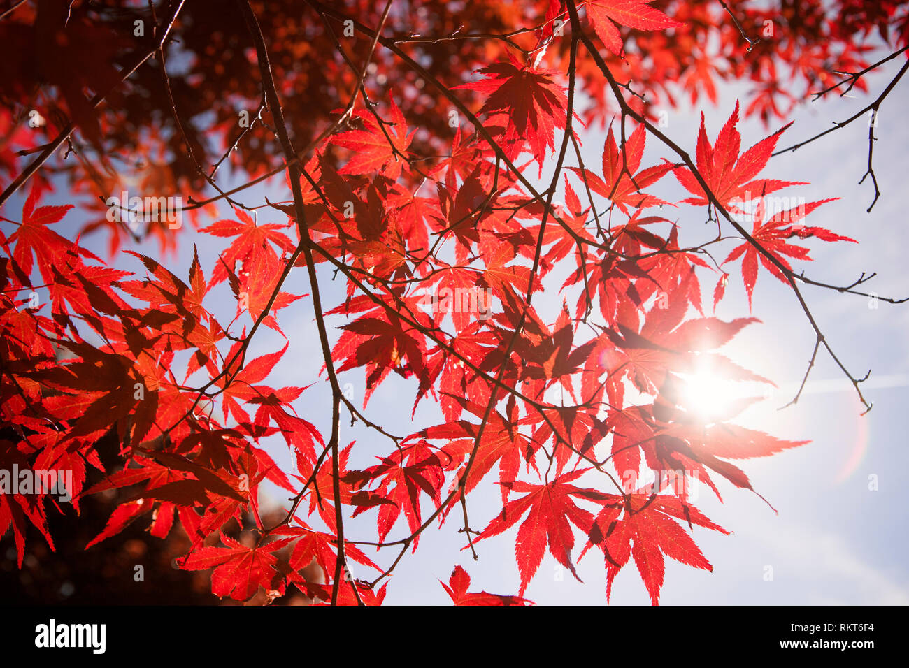 Red leaves on a Japanese Maple tree from directly below against a clear blue summer sky Stock Photo