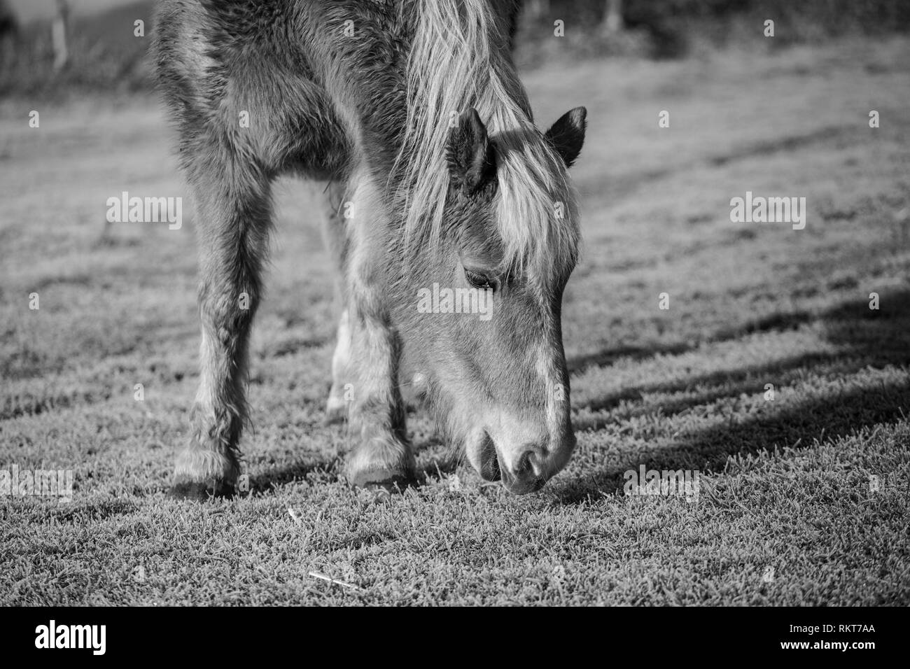 Horse grazing in field in black and white Stock Photo - Alamy