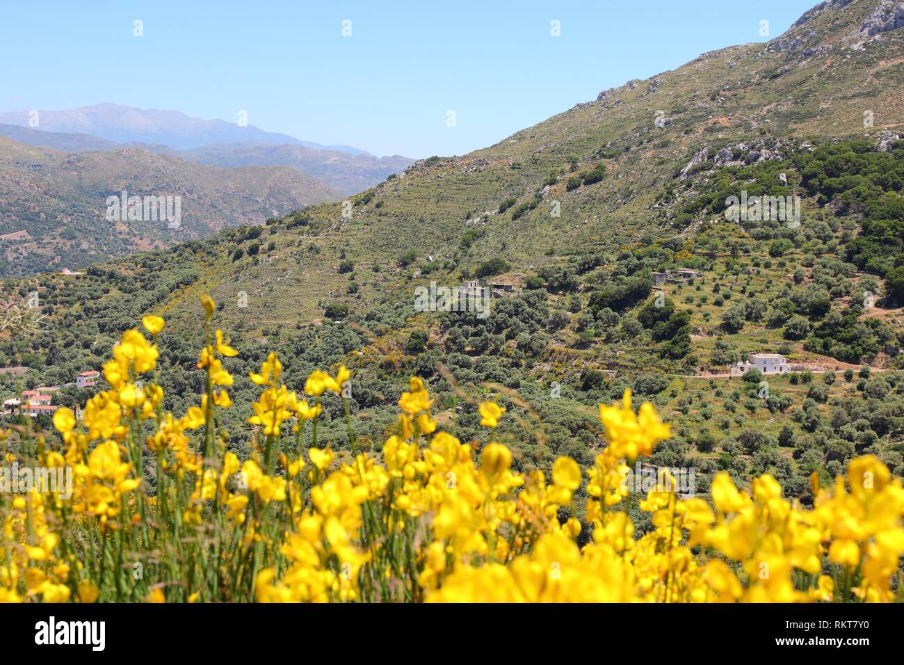 Landscape of Crete island in Greece. Olive tree groves, hills and ...