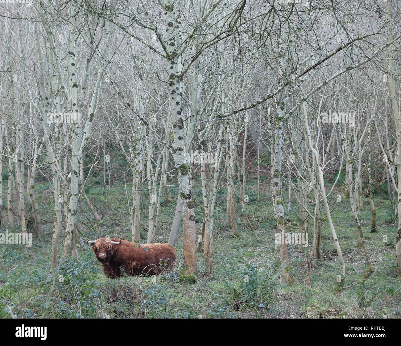 Highland Aberdeen Angus amongst birch trees, Glynn, County Antrim. Stock Photo