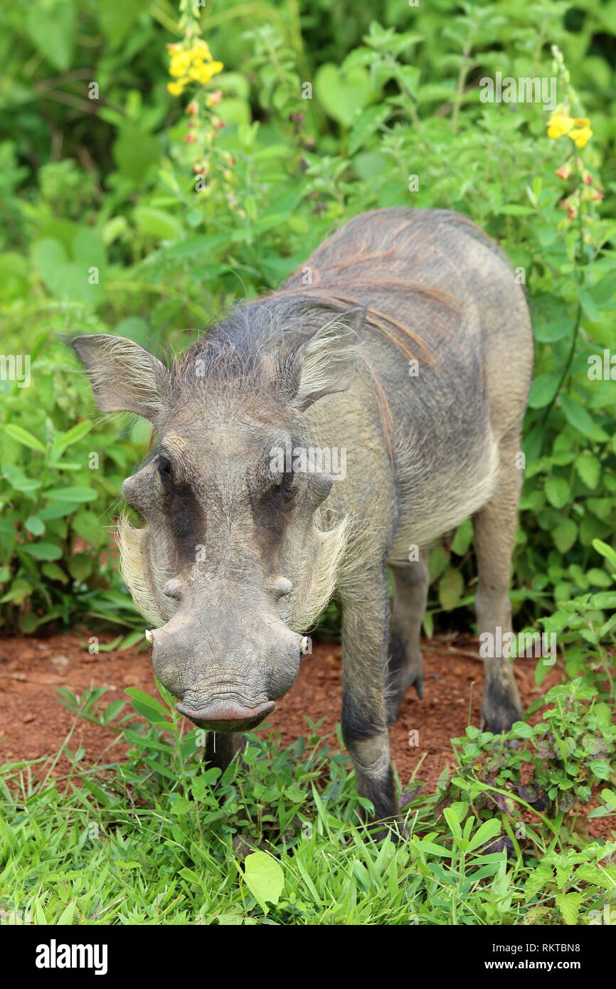 Warthog Phacochoerus africanus in Mole NP, Ghana Stock Photo