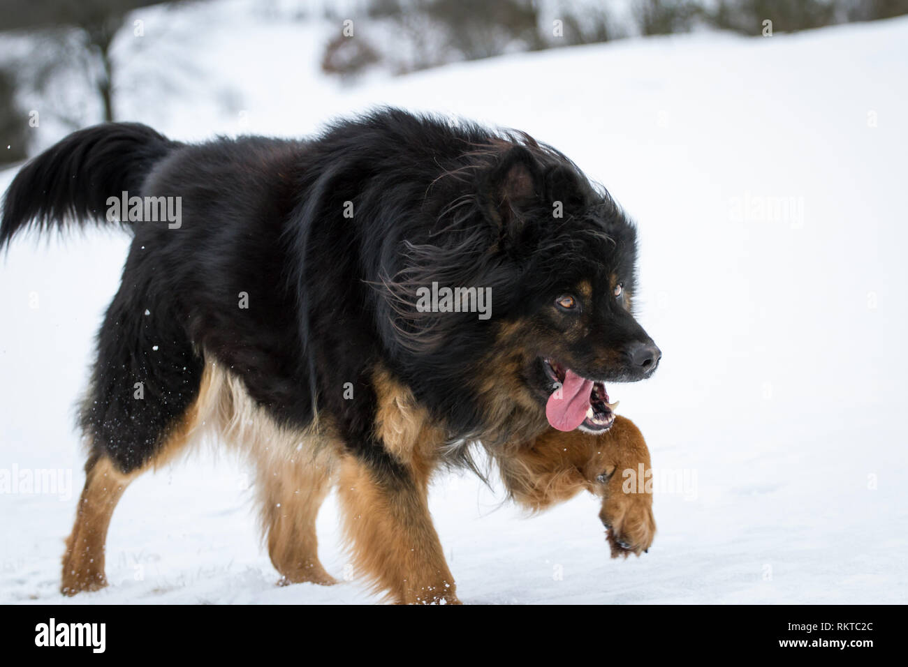 German Shepherd In Snow High Resolution Stock Photography and Images