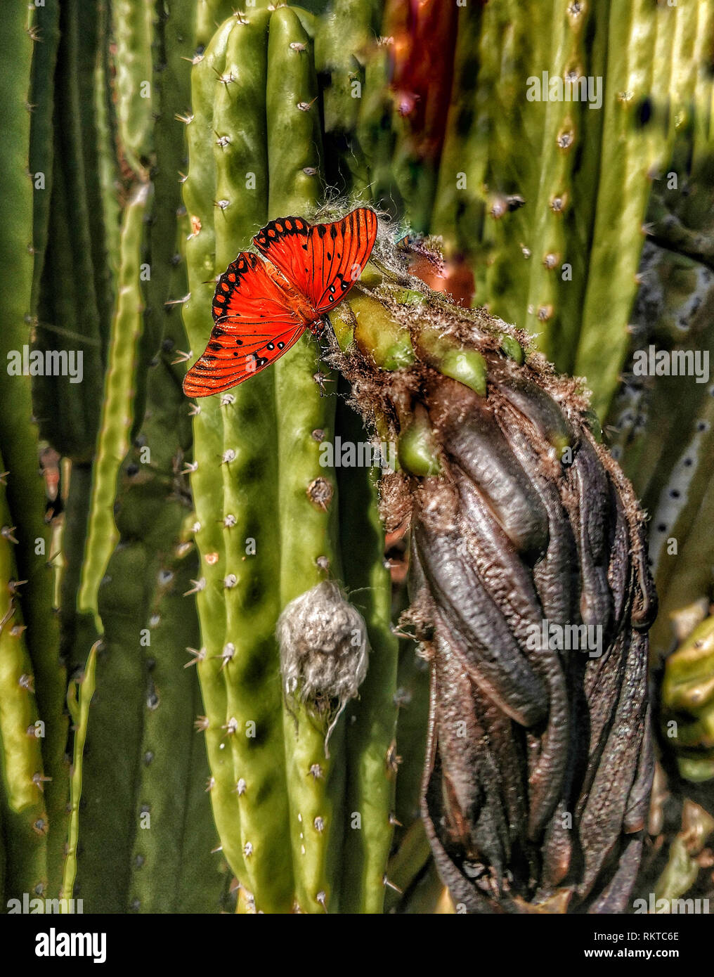 Dead cactus hires stock photography and images Alamy