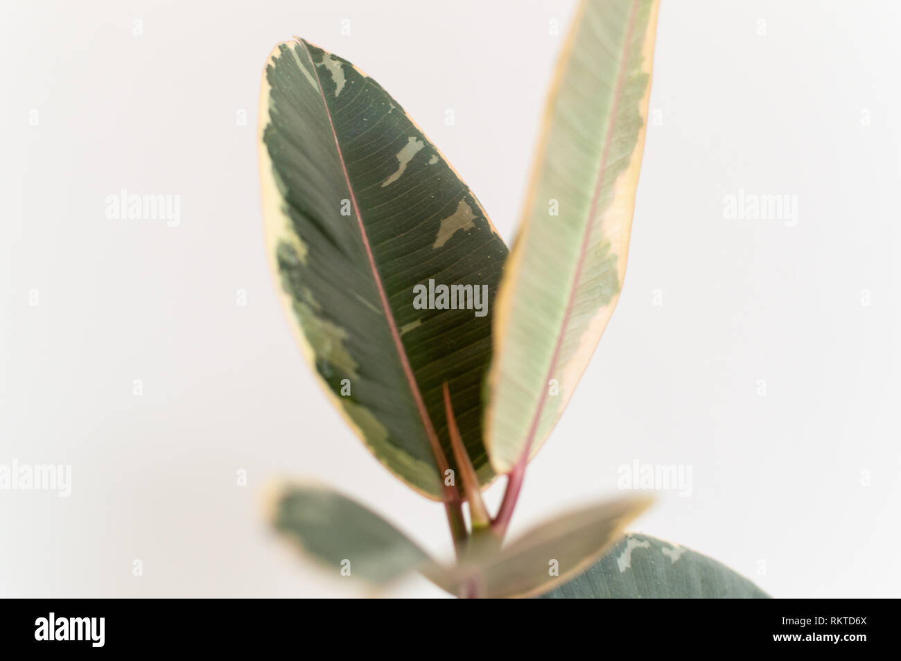 Variegated baby rubber plant against white wall Stock Photo