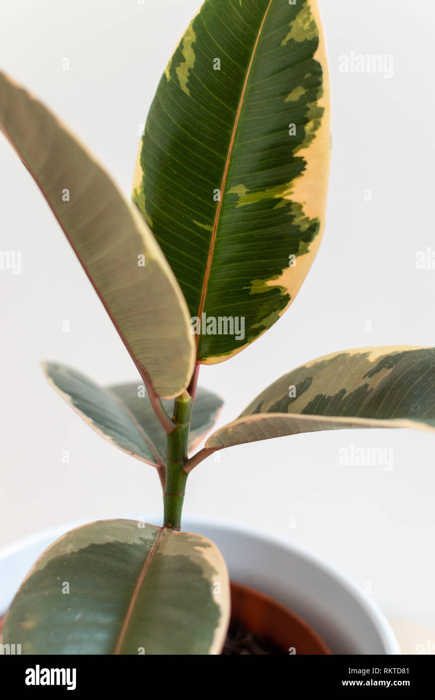 Variegated baby rubber plant in white pot against white wall Stock Photo Alamy