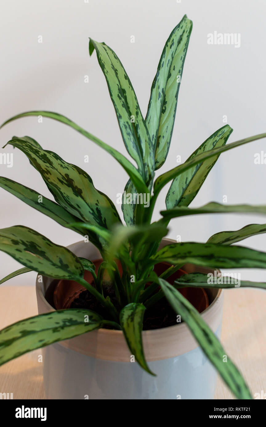 Indoor plant in decorative pot against white background Stock Photo