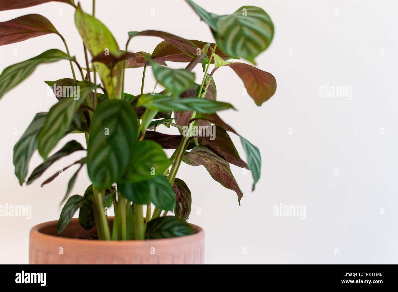 Peacock plant in a pot against white wall Stock Photo