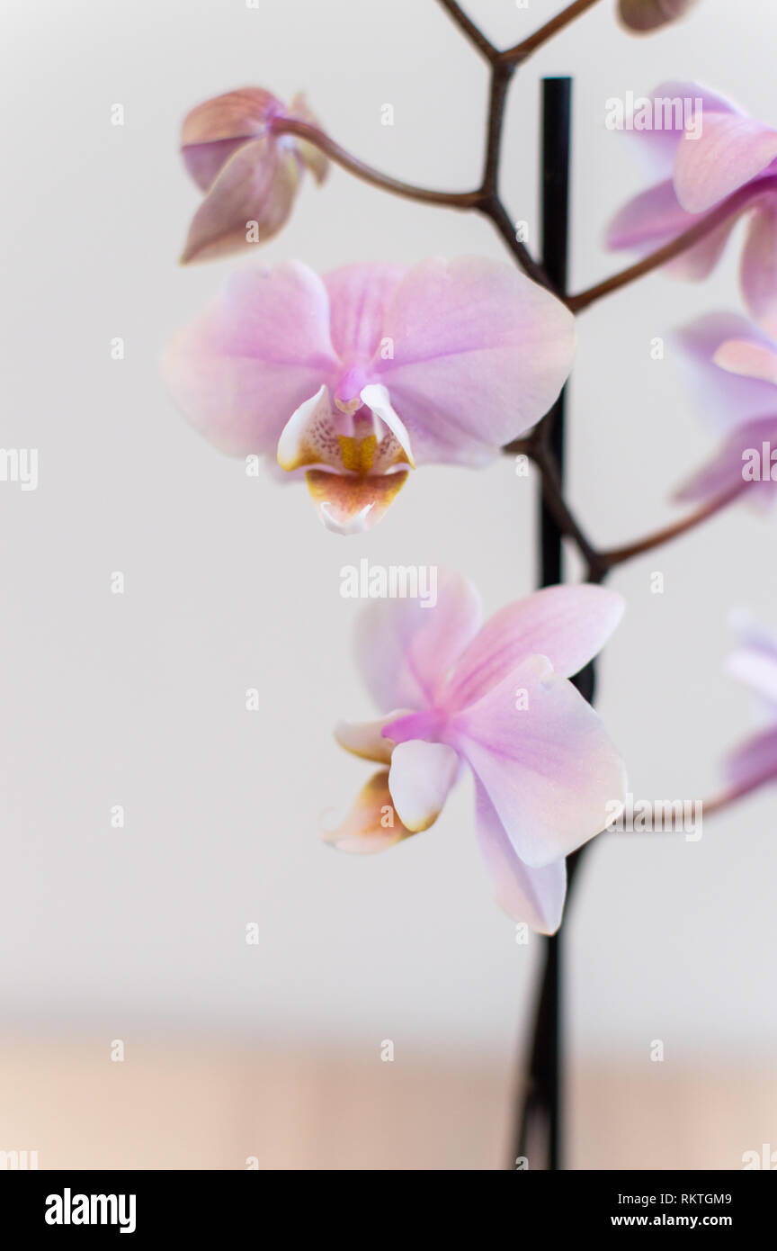Pink orchid plant against white wall Stock Photo