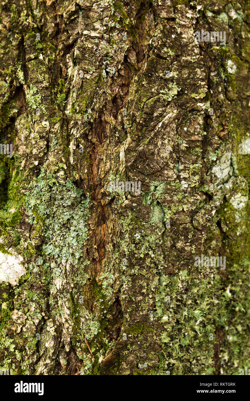 Texture of a tree bark in the forest V Stock Photo - Alamy
