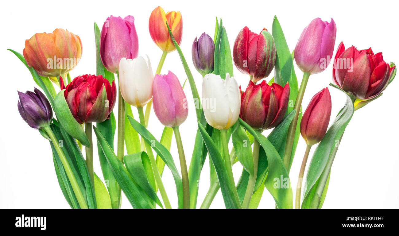 Colorful bouquet of tulips on white background. Spring background Stock ...