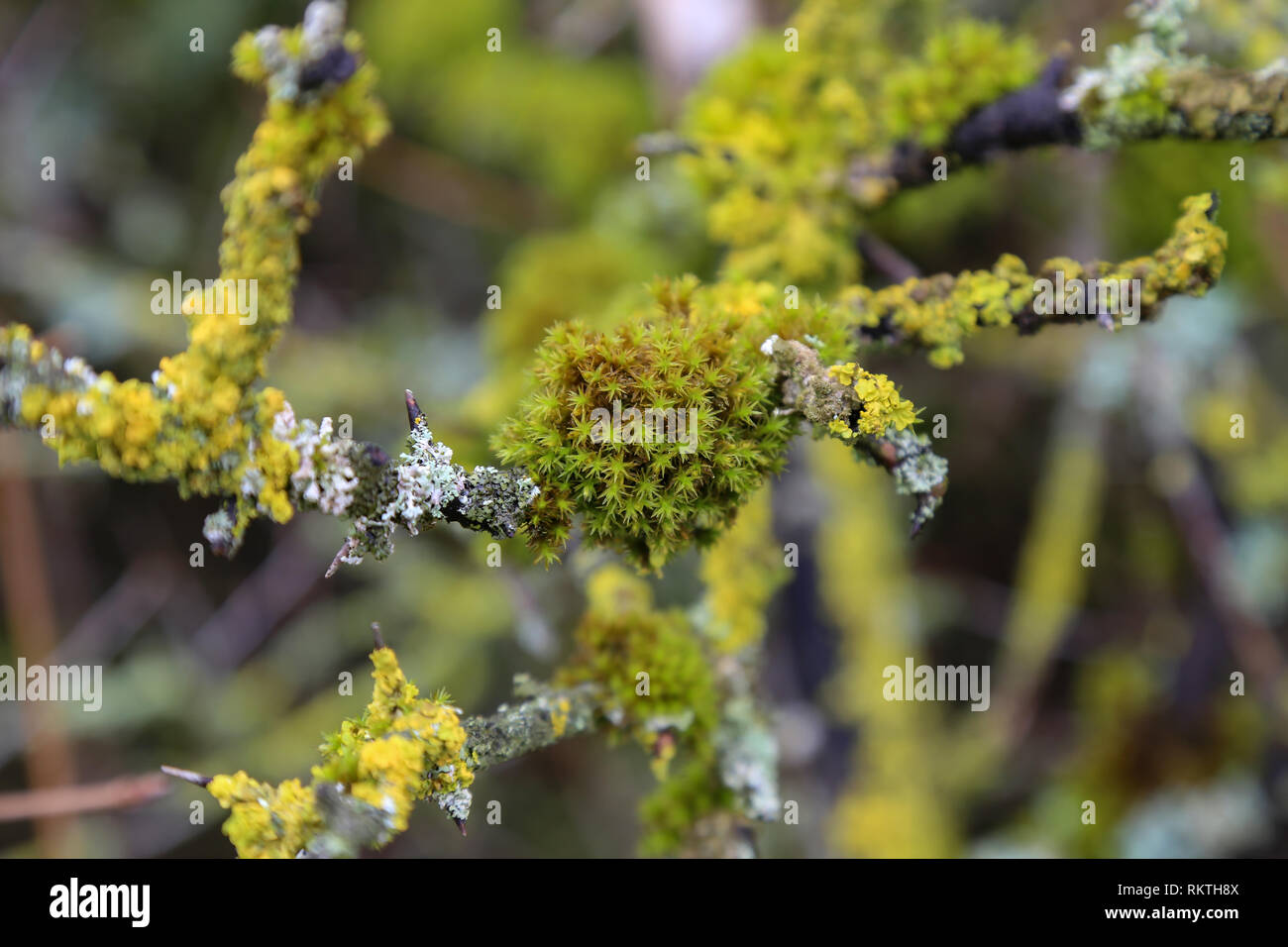 Lichen / Lichen growing on the tree. Stock Photo