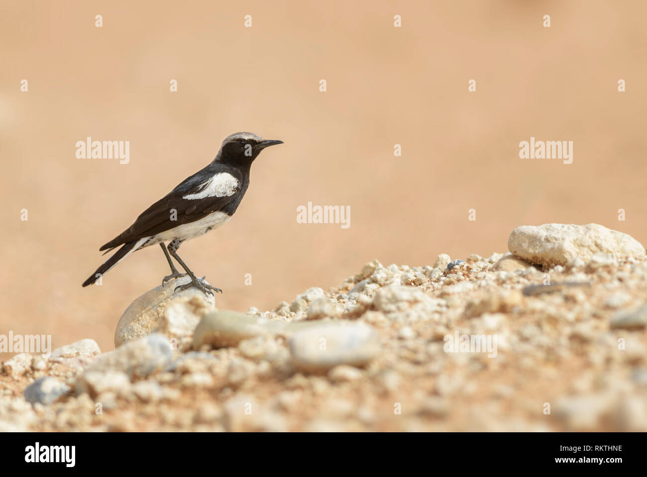 Mountain Chat - Myrmecocichla monticola, beautiful perching bird from southern African gardens and bushes, Sossusvlei, Namibia. Stock Photo
