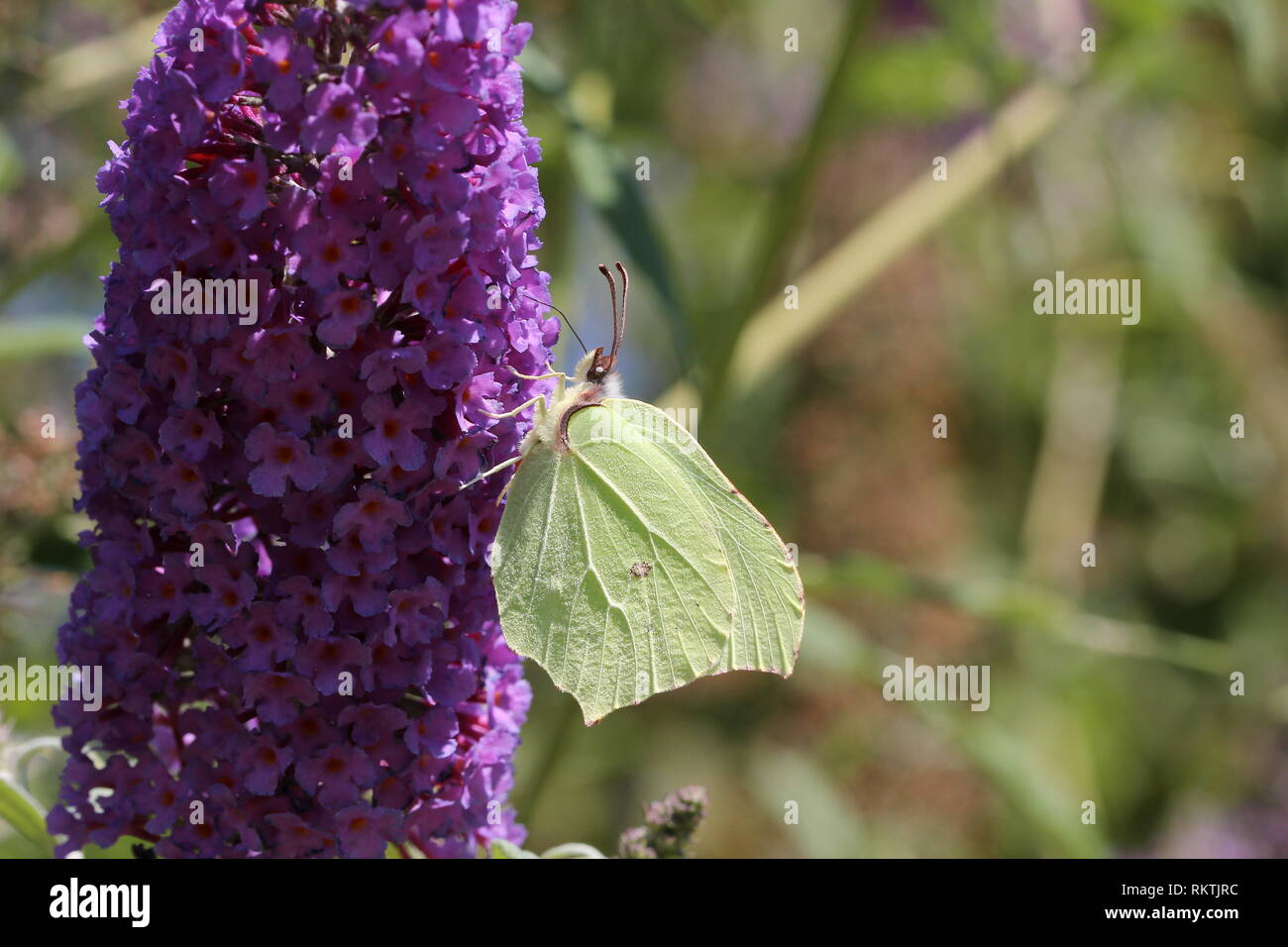 Beautiful butterfly drinks nectar from a flower Stock Photo Alamy